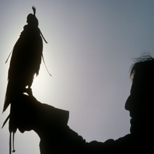 cover image of The Falconer in Our Stars
